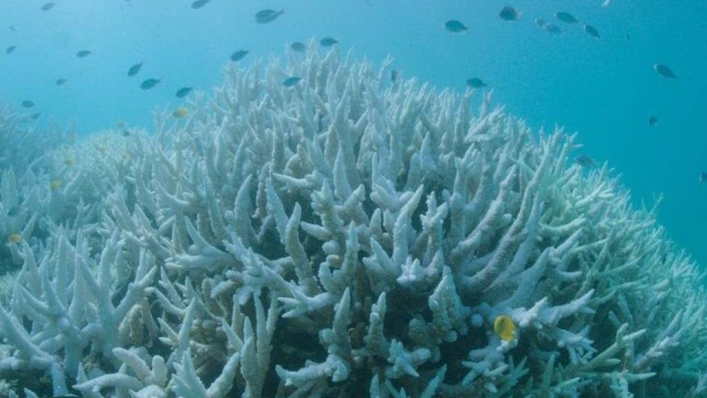 Das Great Barrier Reef erleidet bereits die dritte Korallenbleiche nach 2016 und 2017. Schuld ist die Erhöhung der Wassertemperatur im Rahmen des Klimawandels. (Archivbild)