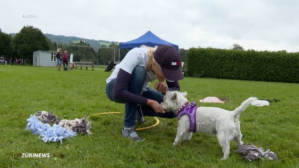 Zürcher Hundetrainer unzufrieden wegen neuer Regelung