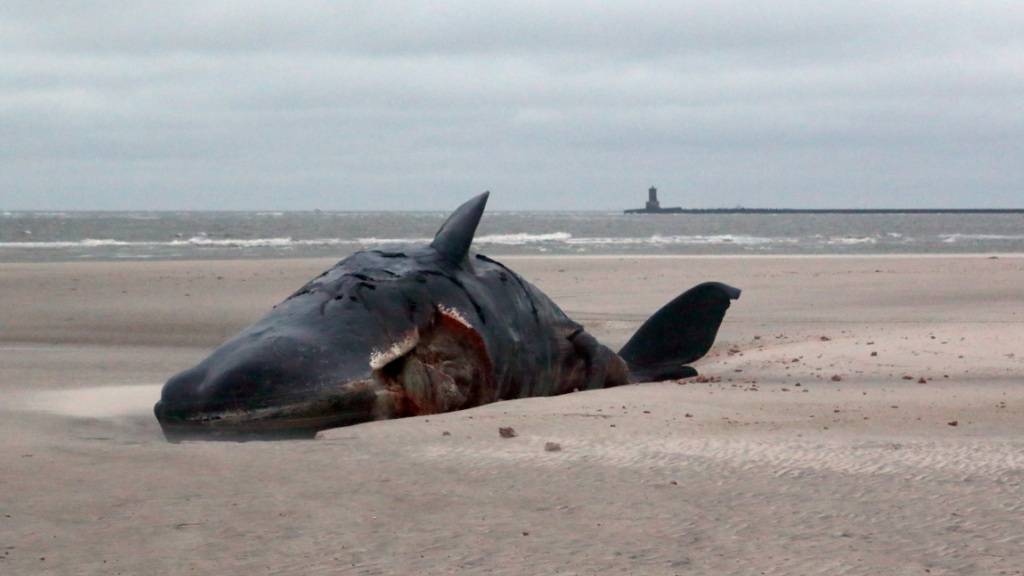 Alle in Dänemark gestrandeten Pottwale gestorben