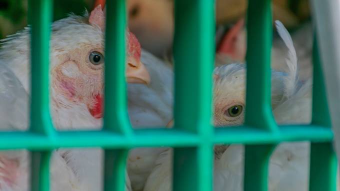 «Verkackte» Masthühner – Tierschützer wollen würdevollen Transport