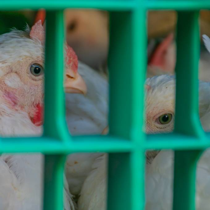 «Verkackte» Masthühner – Tierschützer wollen würdevollen Transport