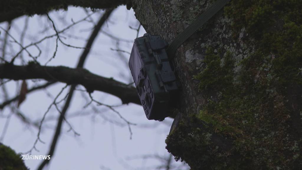 Grabschmuck geklaut: Kameras auf Friedhof Oberrieden