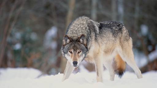 Wolf in Uri hat 58 Tiere gerissen