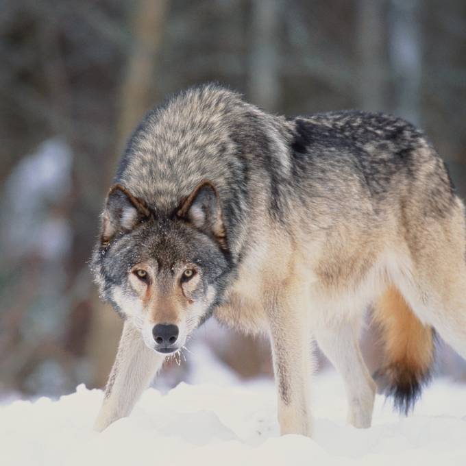 Wolf in Uri hat 58 Tiere gerissen