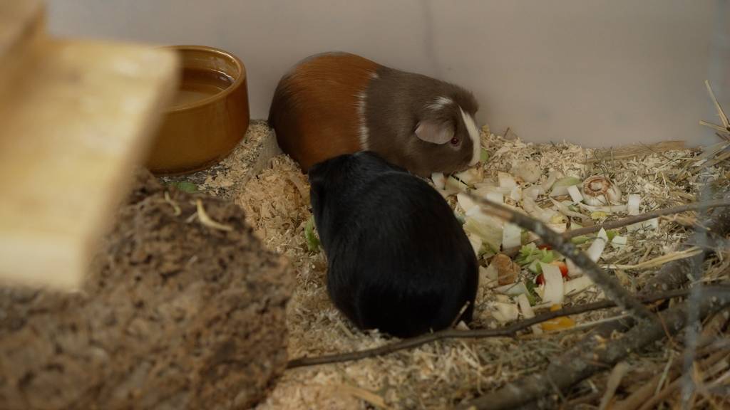 Carrot & Erbsli