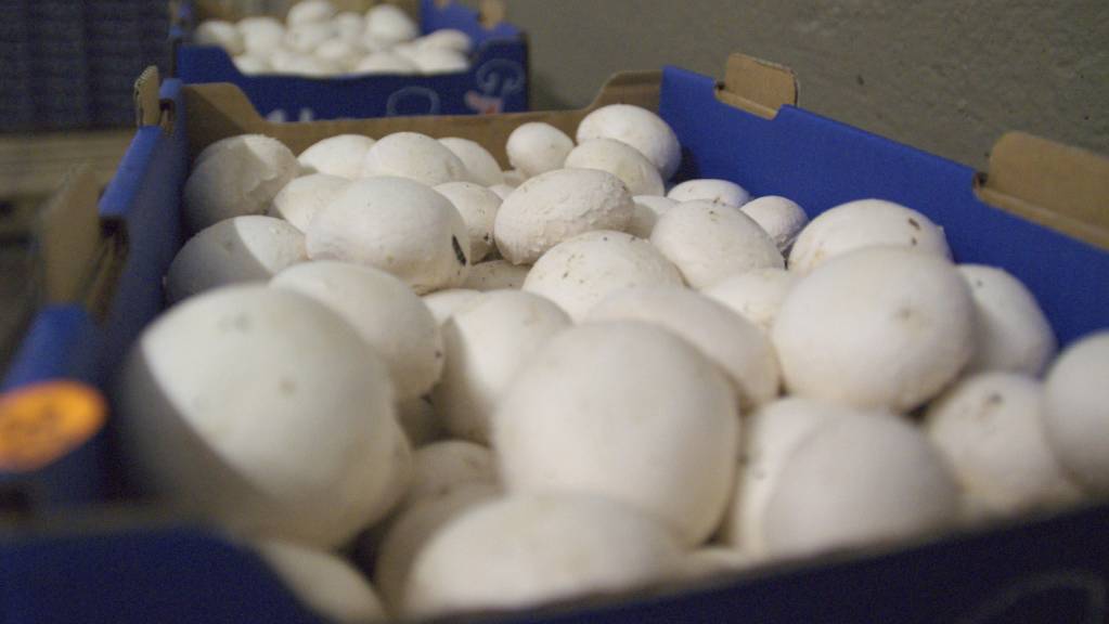 Jährlich werden in der Schweiz rund 8000 Tonnen Champignons produziert.