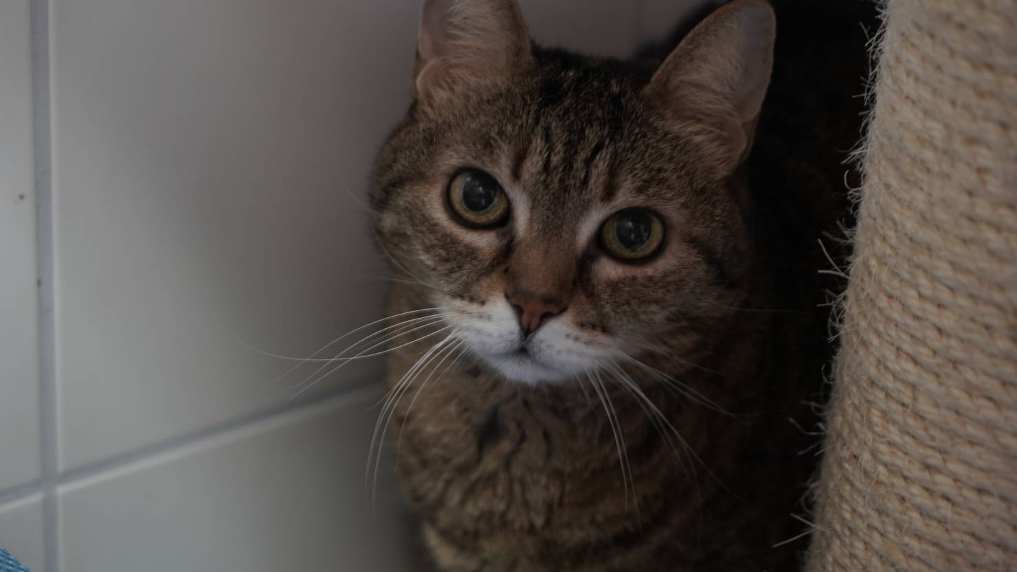 PJ (Pitschi) TeleZüri