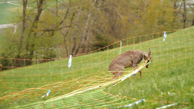 Wenn Maschenzäune zur Todesfalle für Wildtiere werden