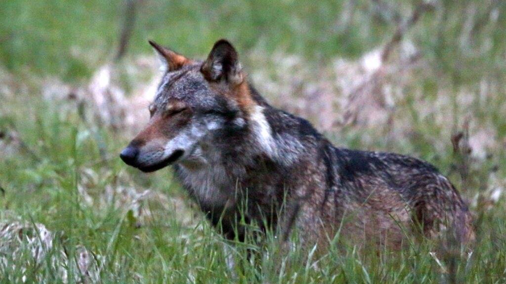 Die Urner Wildhut hat den schadensstiftenden Wolf auf der Alp Vorder Bristen in Silenen erlegt. (Symbolbild)