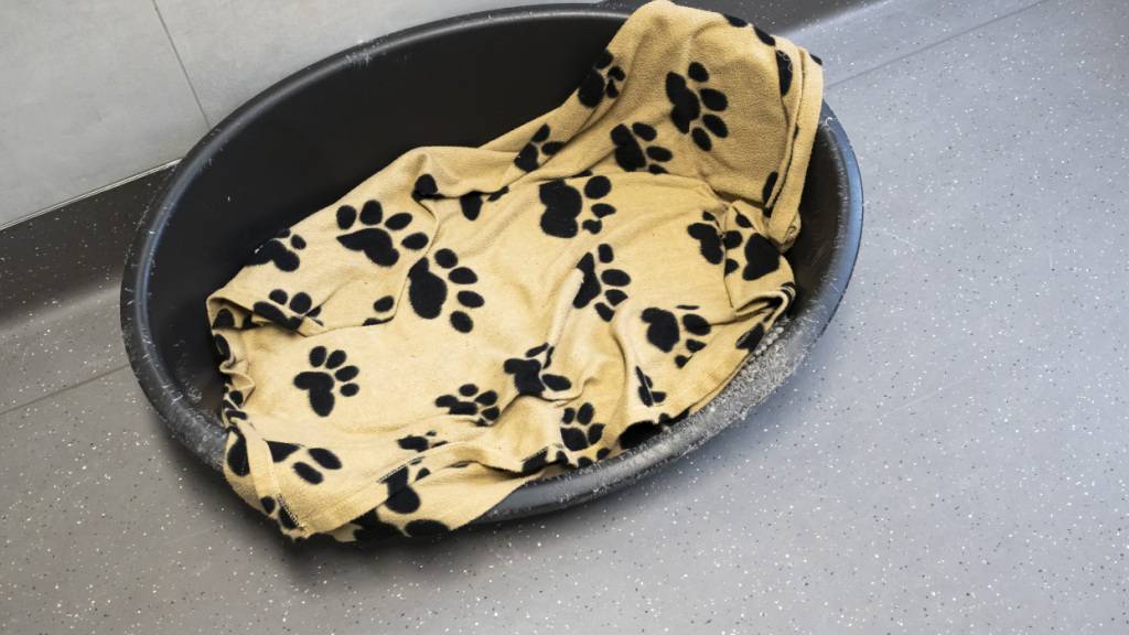 In einer Zürcher Hundepension starben elf Hunde. Die Polizei geht von einer Vergiftung aus. (Symbolbild)