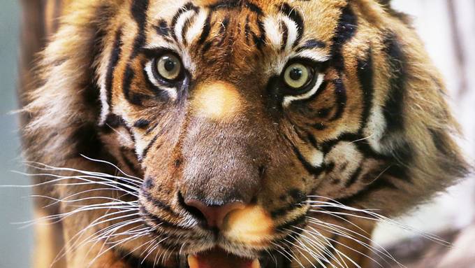 Seltener Sumatra-Tiger im Tierpark in Rom zur Welt gekommen