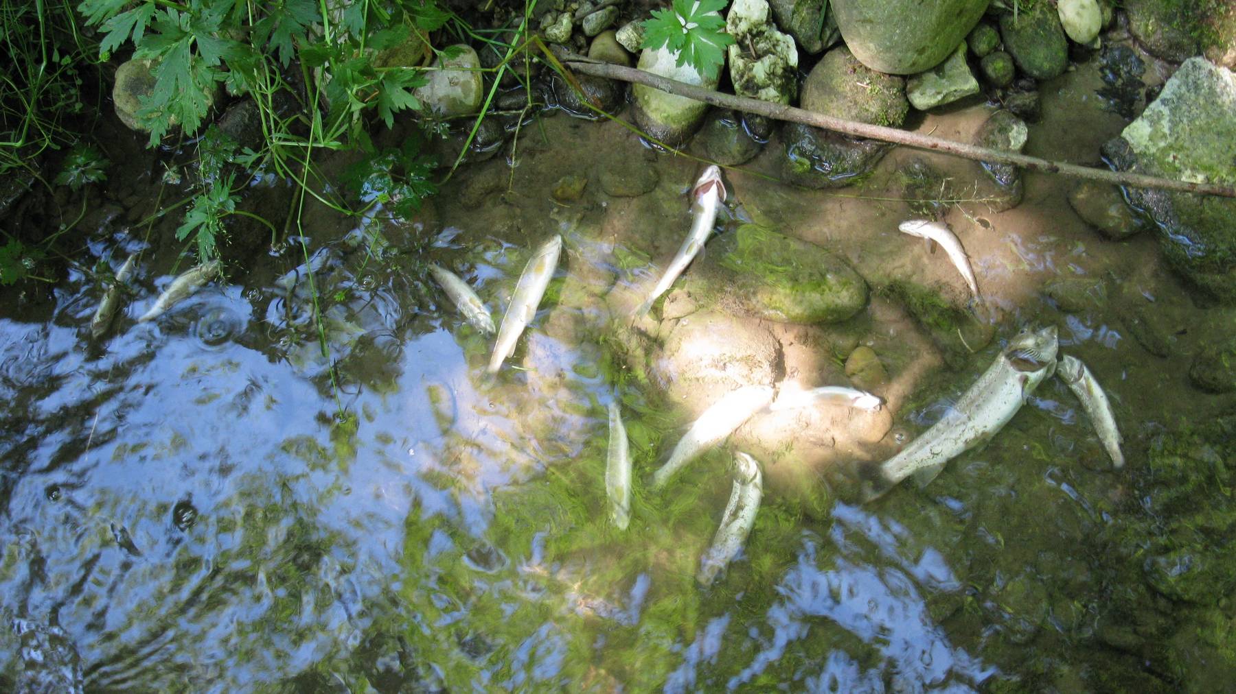 Gewässerverschmutzungen führen oft zu Fischsterben