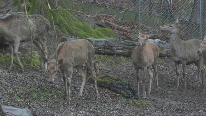 Dem Hirschpark in Luzern droht das Aus