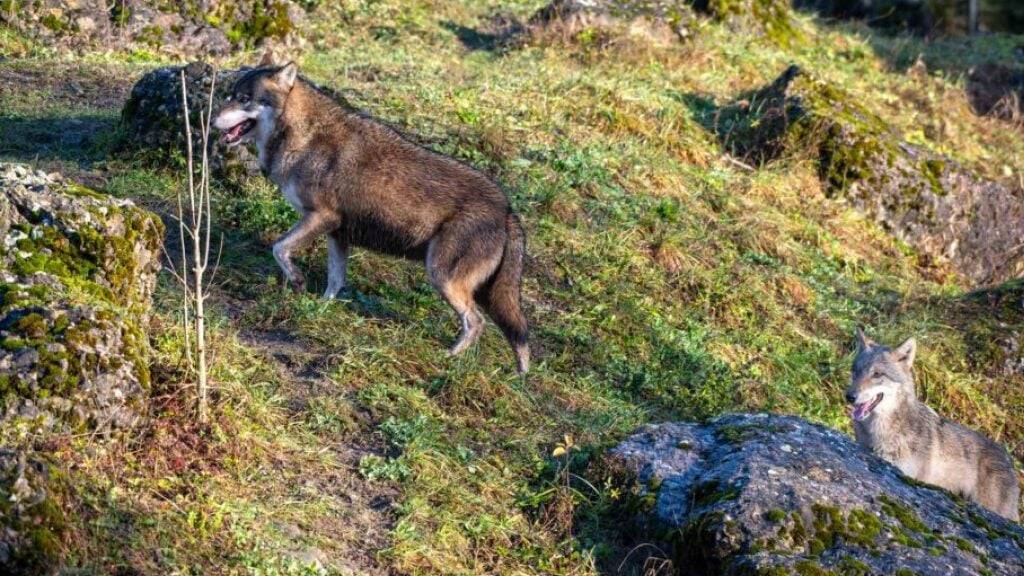 Natur- und Tierpark in Goldau SZ will neues Wolfsrudel bilden