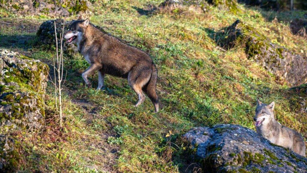 Im Tierpark Goldau wurden ein männlicher und ein weiblicher Wolf im Gehege zusammengeführt.