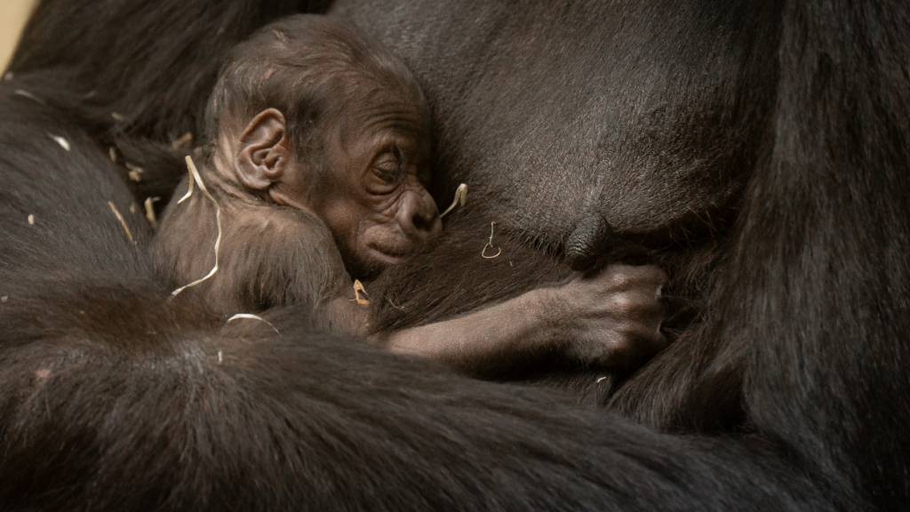 Zürcher Gorillaweibchen bringt Nachwuchs zur Welt