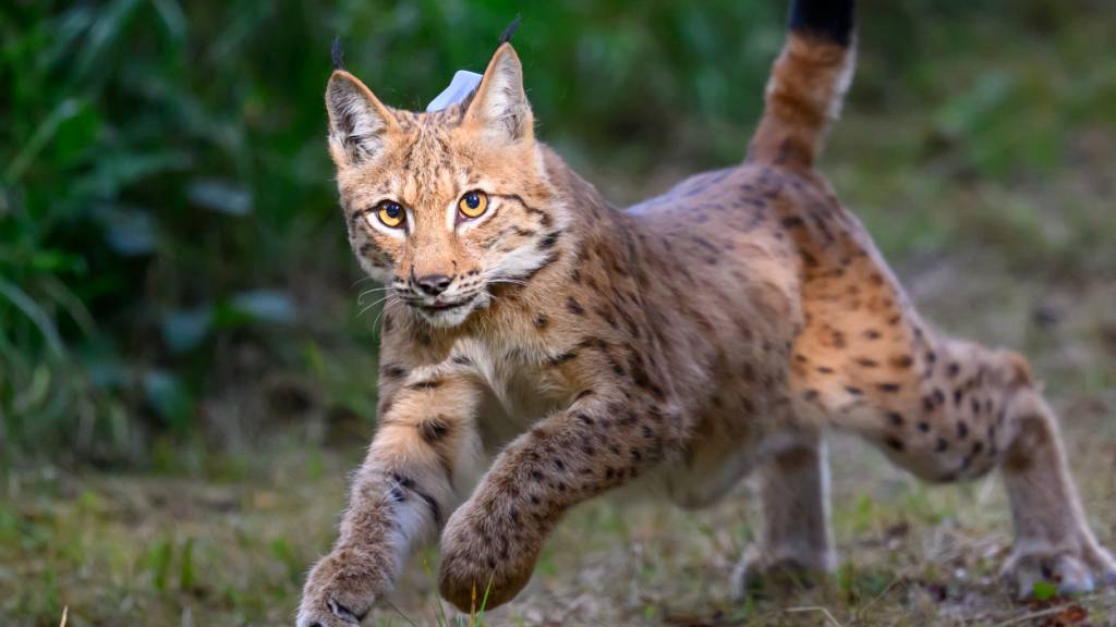 Behörden setzen zwei neue Luchse in Graubünden aus