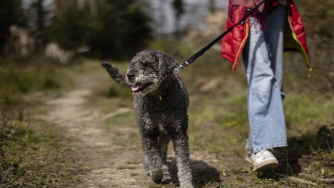 Von April bis Juli: Hunde müssen in den Wäldern an die Leine