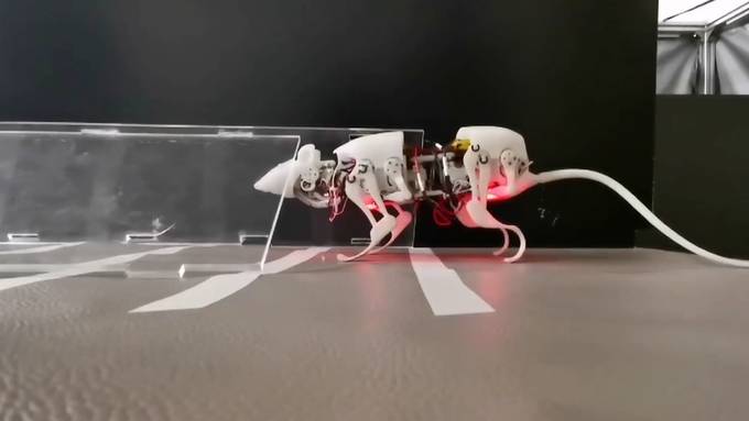 Diese Roboterratte könnte bald Menschenleben retten