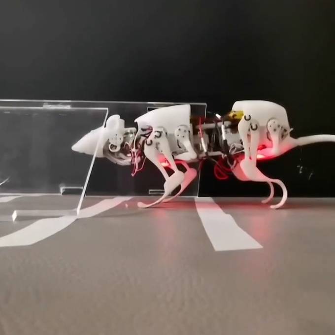 Diese Roboterratte könnte bald Menschenleben retten