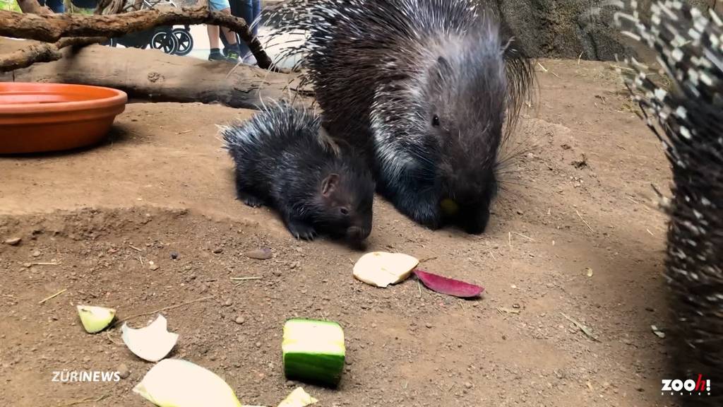 Erstes Stachelschwein im Zoo Zürich geboren