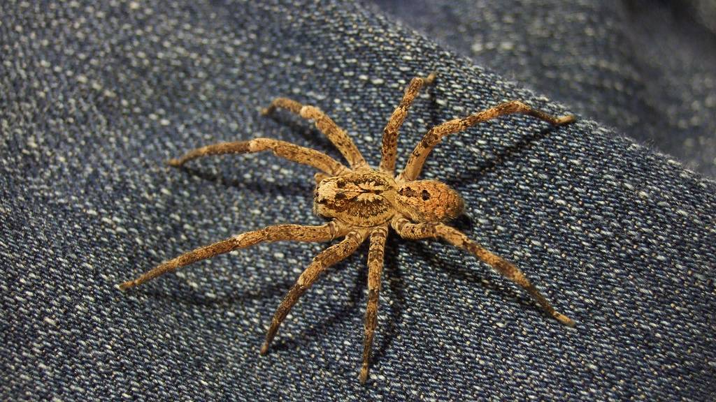 Das musst du zur giftigen Nosferatu-Spinne in Zürich wissen
