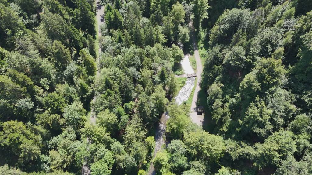 Neues Waldreservat im Glütschbachtal