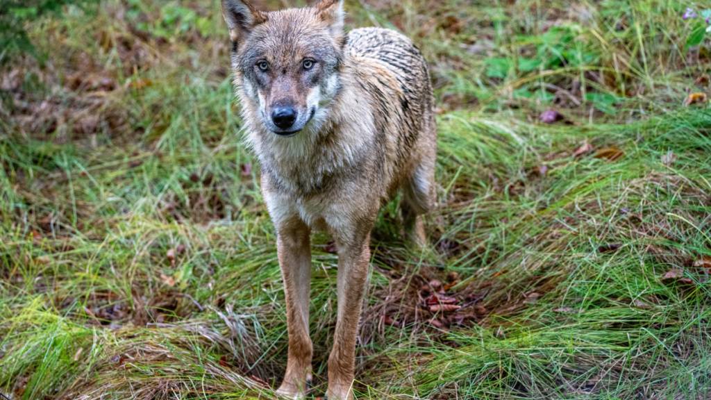 Im Kanton Schwyz dürfen erneut junge Wölfe geschossen werden