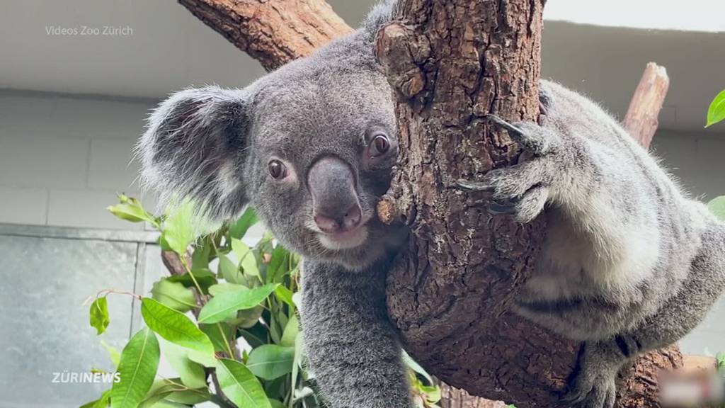 Koala-Weibchen Maisy musste eingeschläfert werden