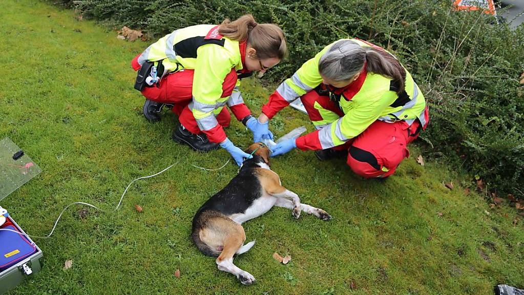 Ein Hund erlitt bei einem Küchenbrand eine Rauchgasvergiftung. Mitarbeitenden des Rettungsdienstes und der Tierrettung kümmerten sich um das Tier.