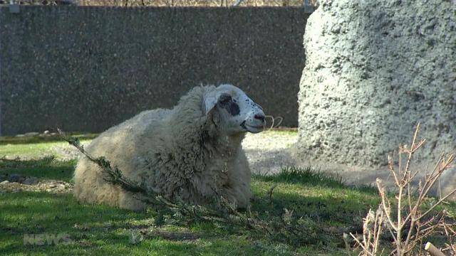 Katarrhal-Fieber im Tierpark Dählhölzli