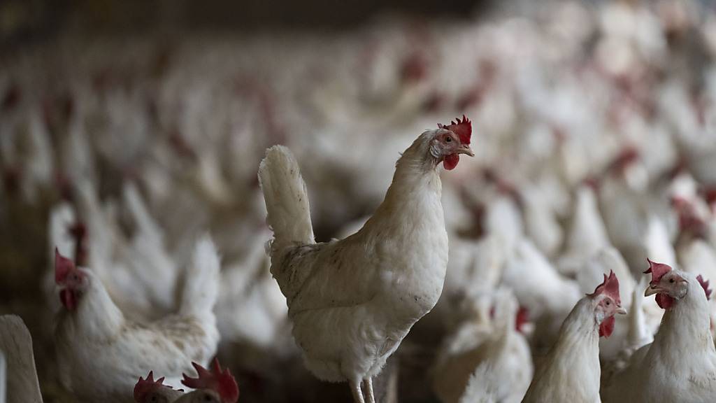 Die Federn der Hühner sollen künftig nicht mehr auf dem Abfall landen, sondern für die Stromerzeugung genutzt werden. (Archivbild)