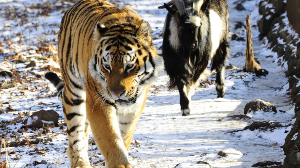 Timur (r.) und Amur waren international in den Schlagzeilen, als der Tiger mit dem ursprünglich als Futter gedachten Ziegenbock friedlich ein Gehege teilte. (Archivbild)
