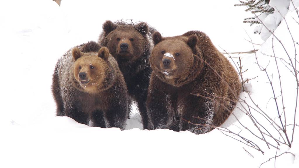 Drei Bären im Schnee: Das Bärenland Arosa wird erst im August eröffnet.
