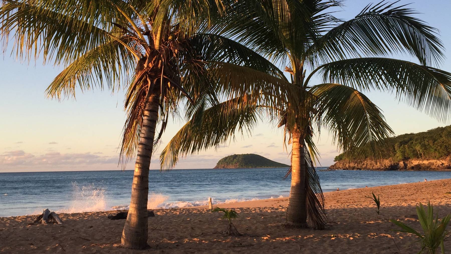 Guadeloupe Palmen Strand