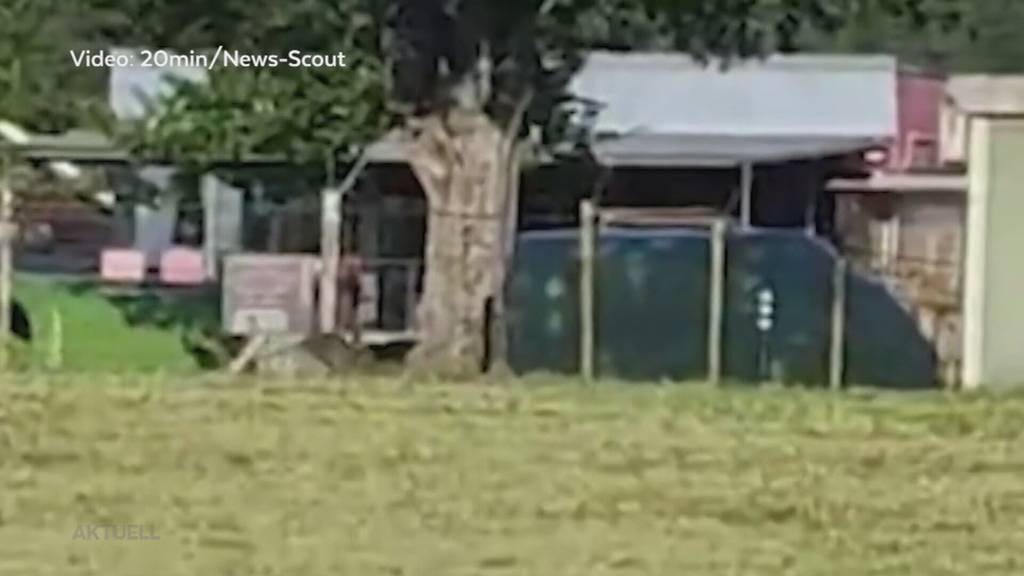 Känguru gesichtet: In Lostorf hüpft ein Känguru durch die Strassen