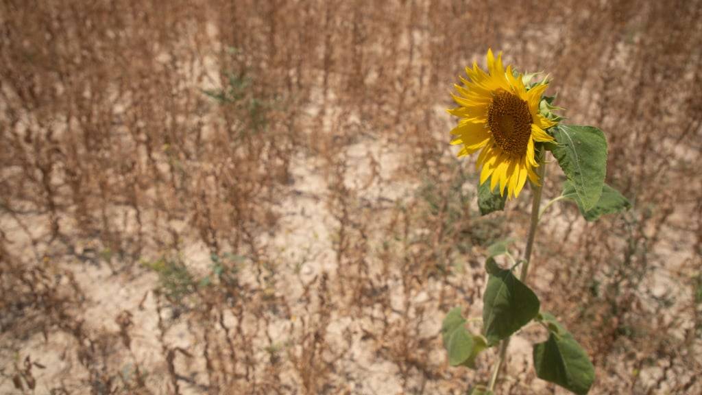 ARCHIV - Eine Sonnenblume auf einem Feld in der Nähe des Dorfes Ariany auf Mallorca. Foto: Clara Margais/dpa