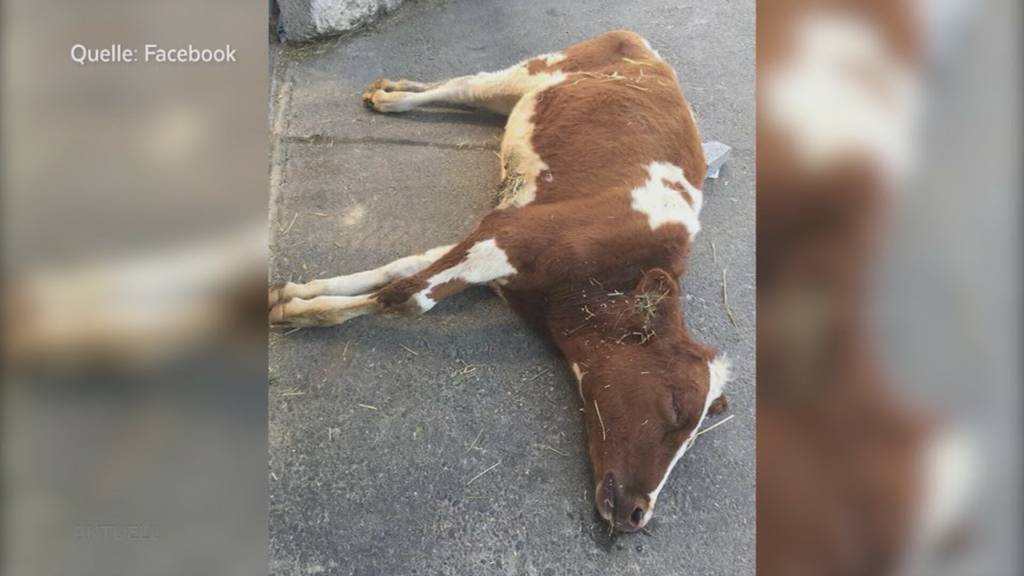 Provokatives Plakat: Mit einer toten Kuh kämpft der Aargauer Bauernverband gegen Littering