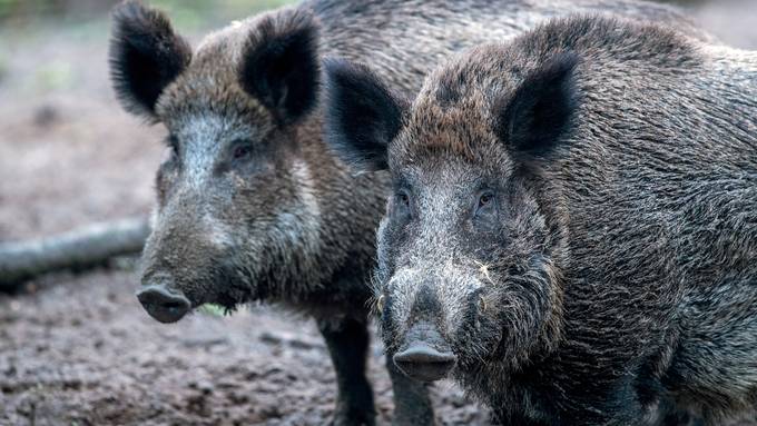 «Hohes Risiko»: Nach Coronalockerungen warnt Bund vor der Schweinepest