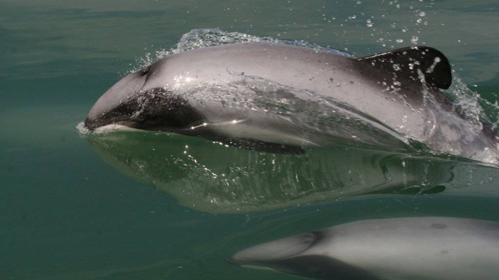 Der Maui-Delfin ist stark vom Aussterben bedroht. Weltweit gibt es weniger als 50 Tiere.