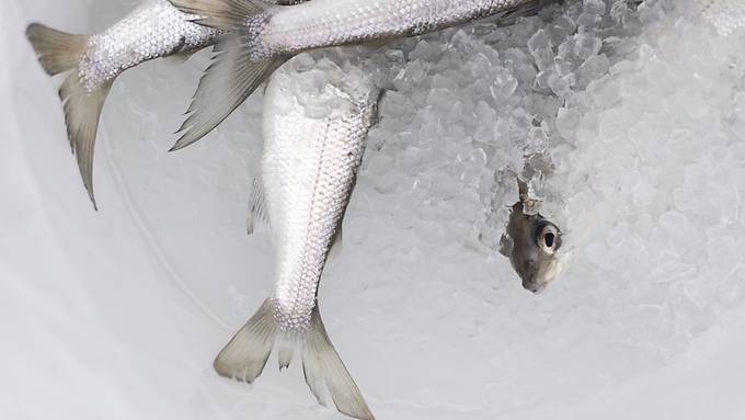 Erstmals kein Laichfischfang im Bodensee