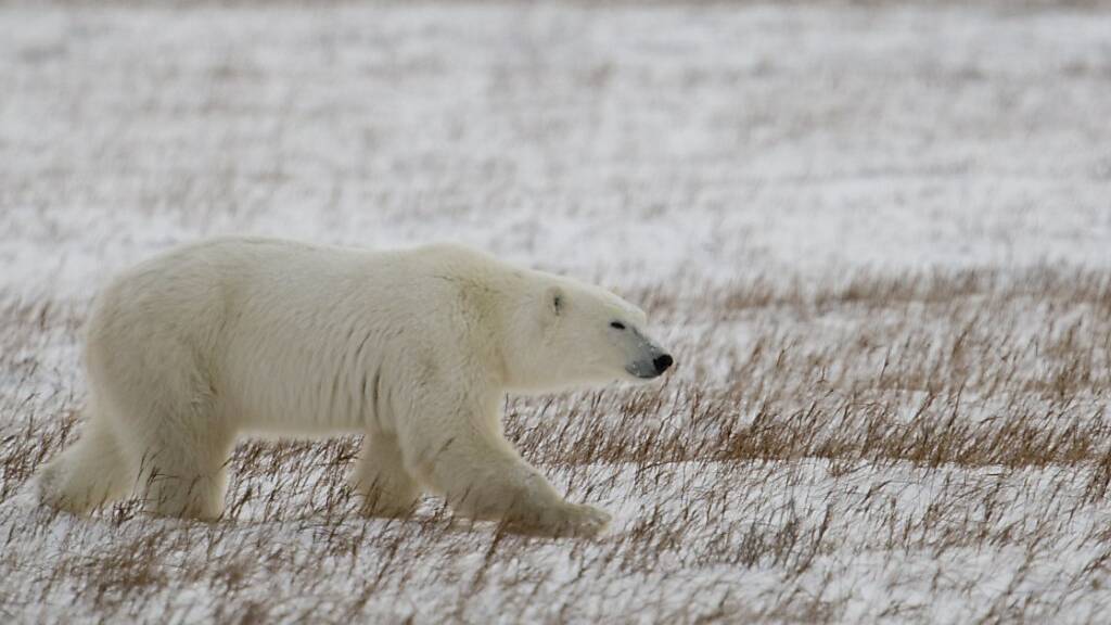 Im Süden Kanadas ist ein Eisbär gesichtet worden. Das ist für diese Gegend äusserst ungewöhnlich. (Archivbild)