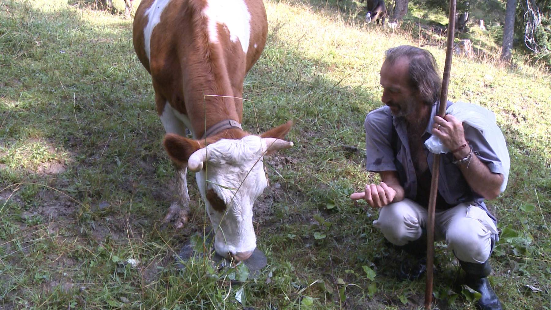 Ferien für Kühe