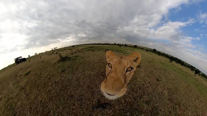 Diese Selfie-Aufnahmen einer Löwin sind zum Brüllen