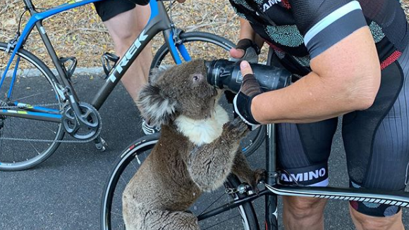 Sehr durstiger Koala «überfällt» Velofahrer