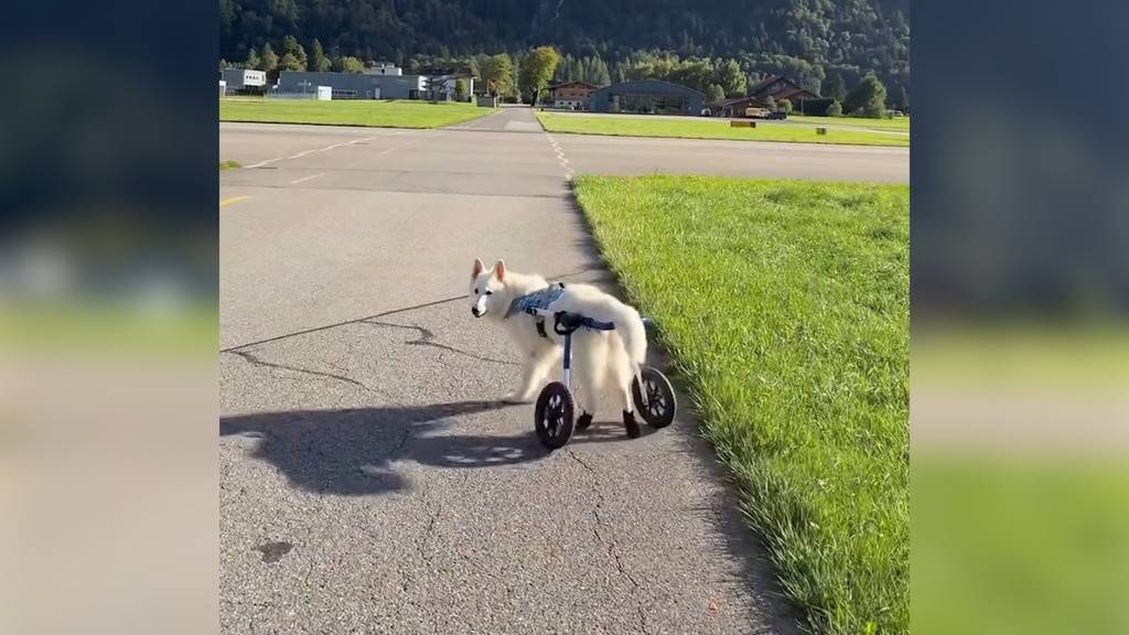 «Wir mussten Rasta gehen lassen»: Bekannter weisser Schäferhund ist gestorben