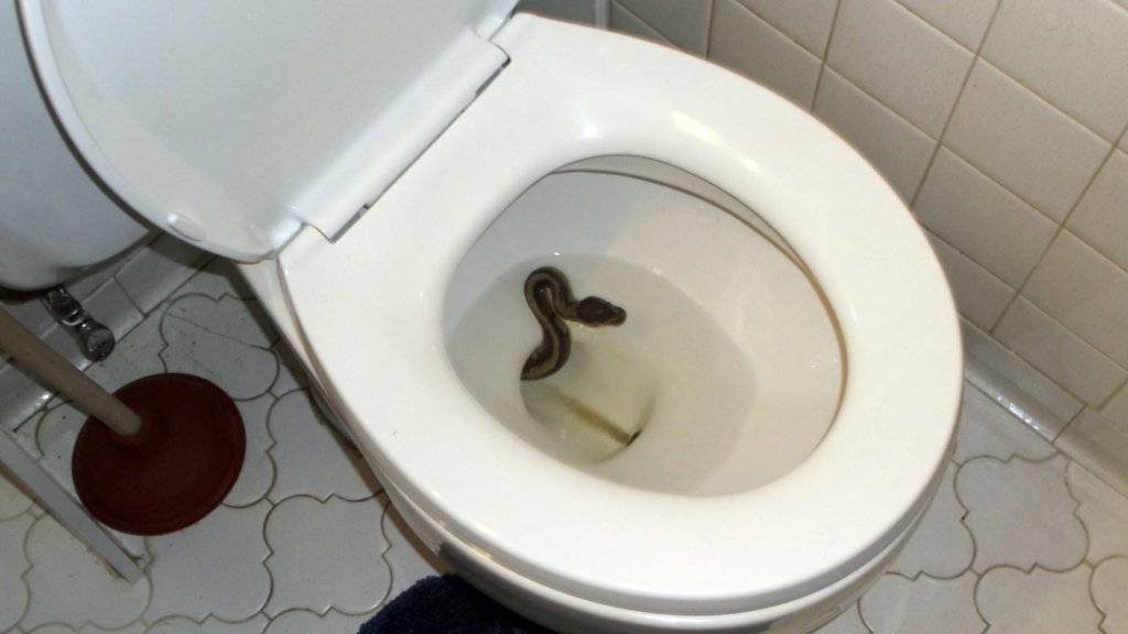 Schlange in der Toilette: Ein Mann entdeckte in seinem Haus in Virginia Beach an der US-Ostküste eine Königspython.