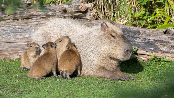 Vier junge Capybaras auf die Welt gekommen