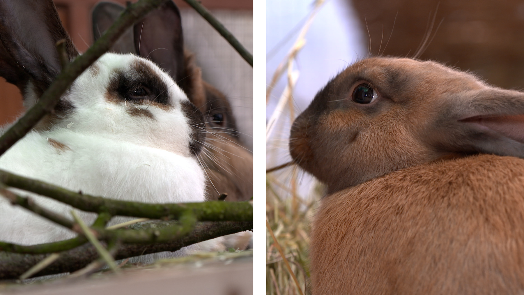 Macca, Maroni & Milka