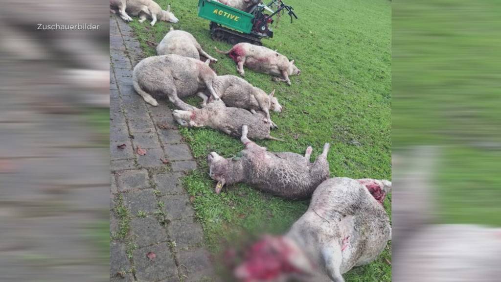 14 Schafe tot: Wolf wütet in Kaltbrunn